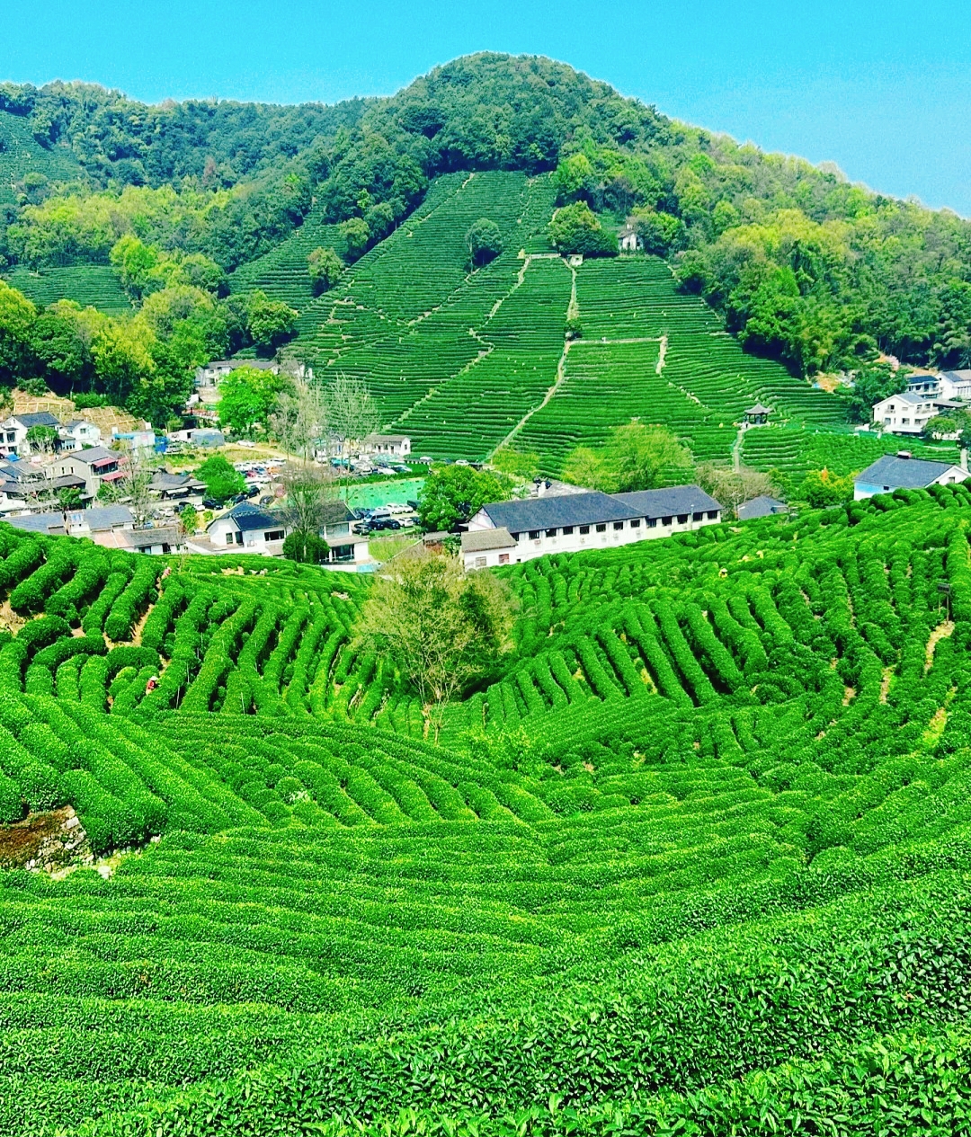 Điểm Đến Mùa Thu Trung Quốc tuyệt đẹp lang long tinh